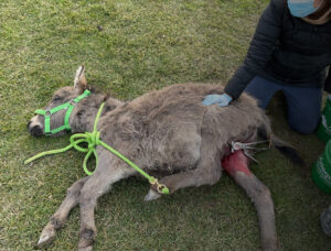 donkey castration