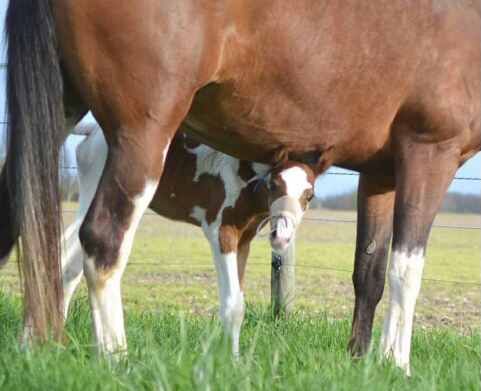 foal-birth.jpg