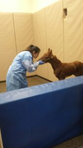 horse veterinarian natalie skillman