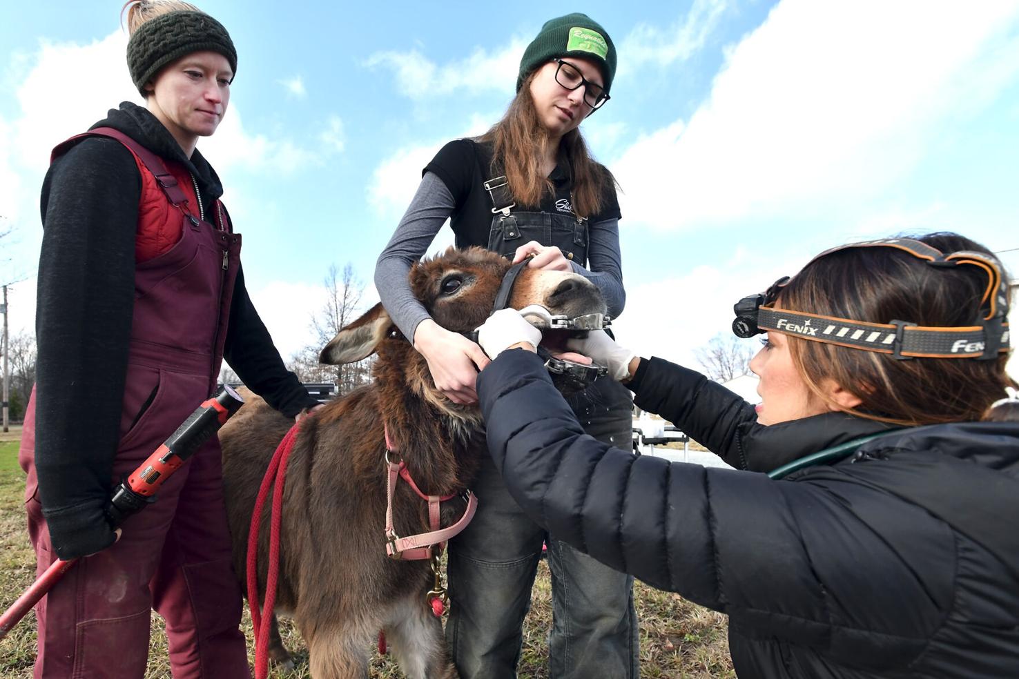 Local large-animal vet weighs in on vet shortage