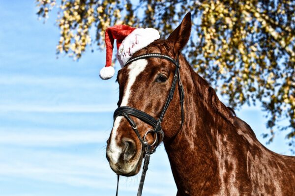 horse, santa hat, fun-3665213.jpg