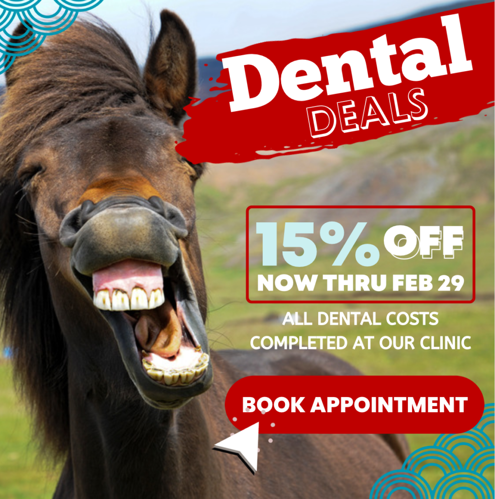 15% off equine dental procedures in February