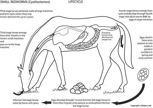 Deworming in Horses_lifecycle of worms in equines