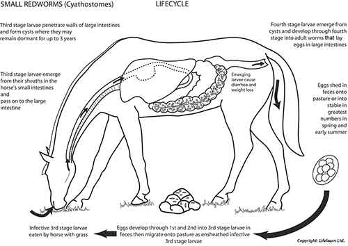 image: lifecycle of worms in horses