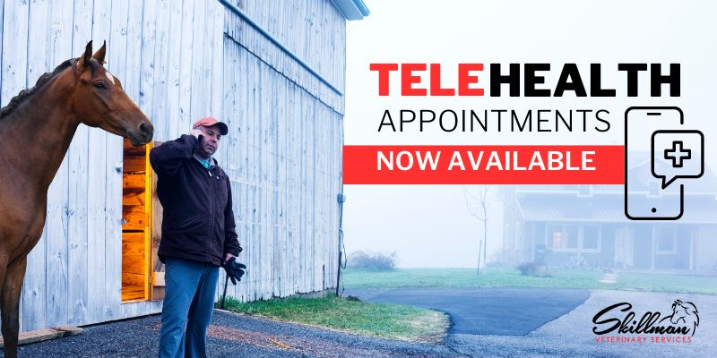 Indianapolis equine veterinarian Telehealth appointments