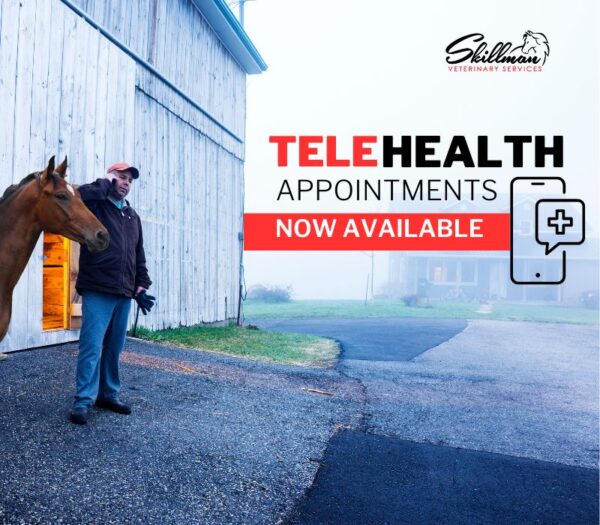 Indianapolis equine veterinarian Telehealth appointments
