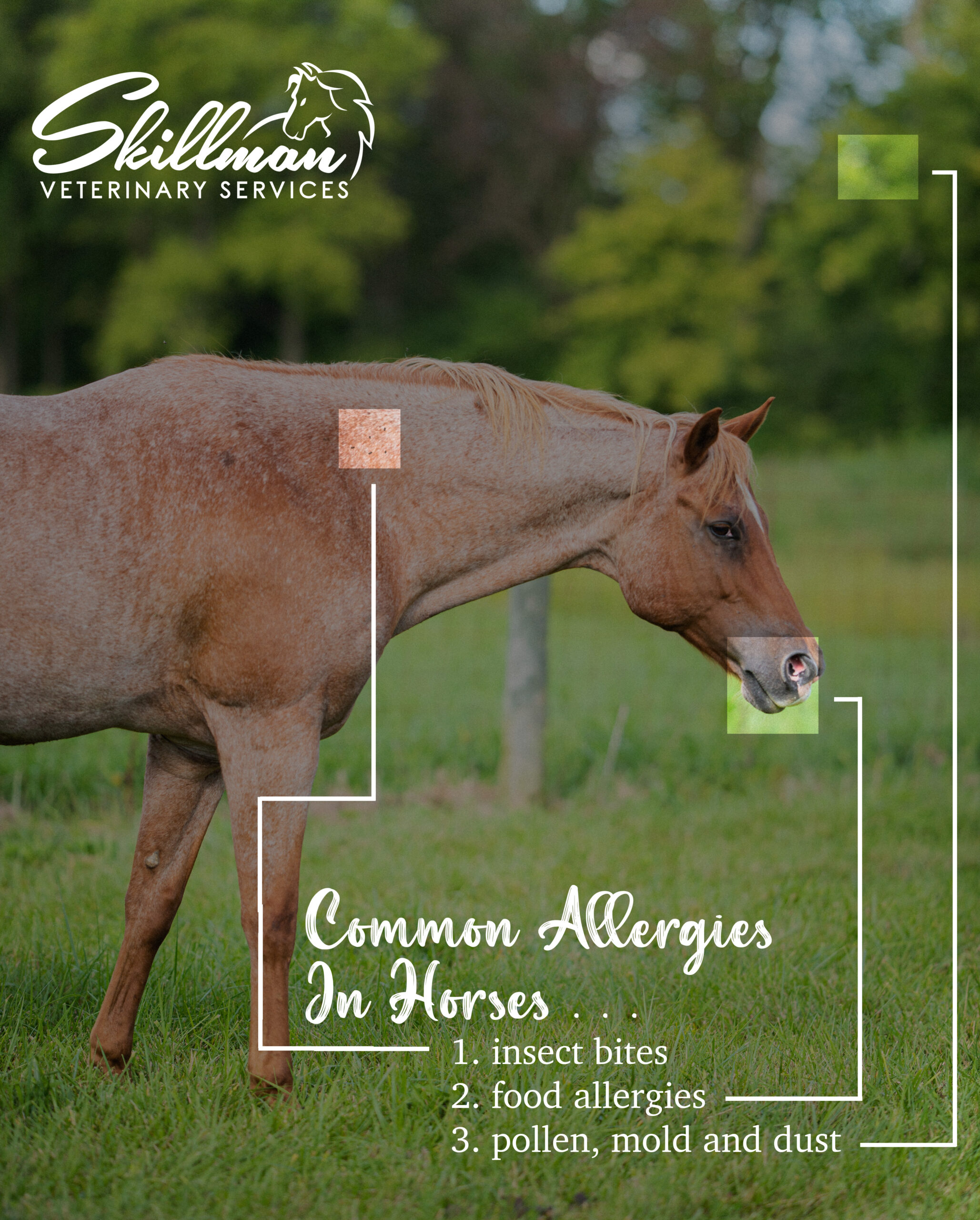 Spring Allergies in Horses