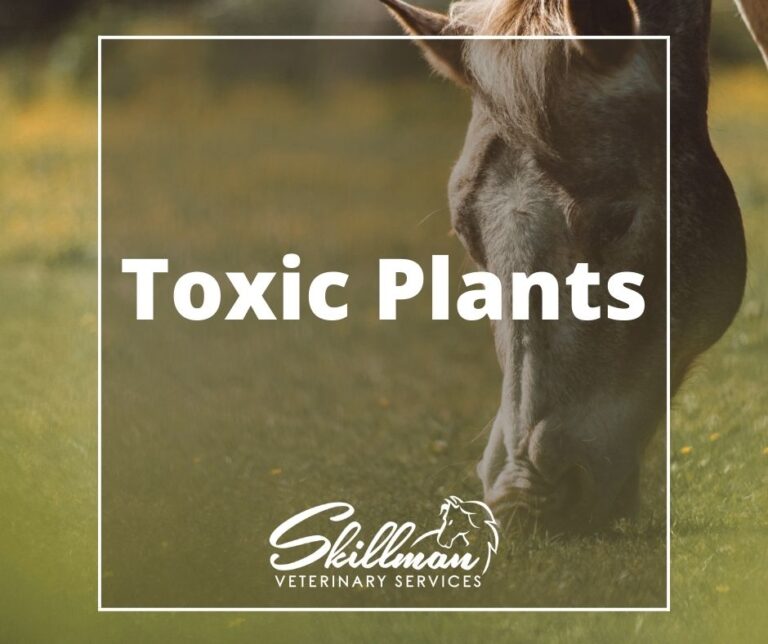 Indiana Toxic Plants