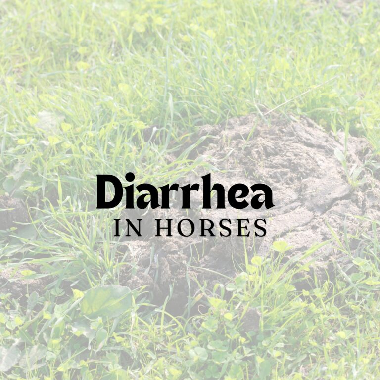 Diarrhea in Horses