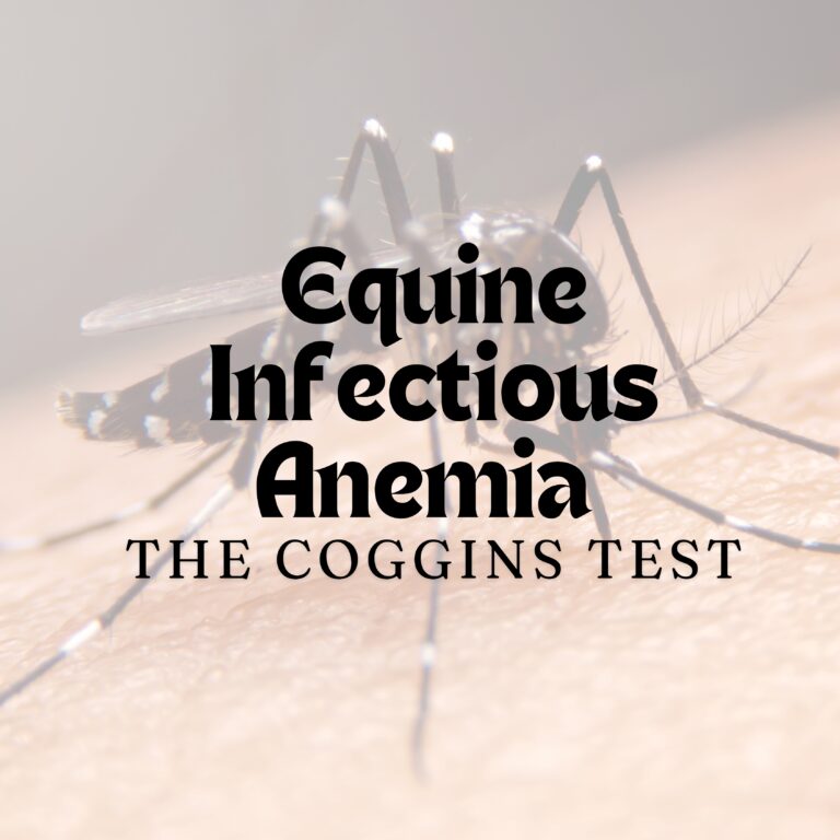 Equine Infectious Anemia (EIA)