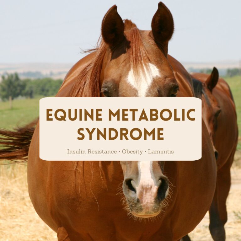 Preventing Equine Metabolic Syndrome