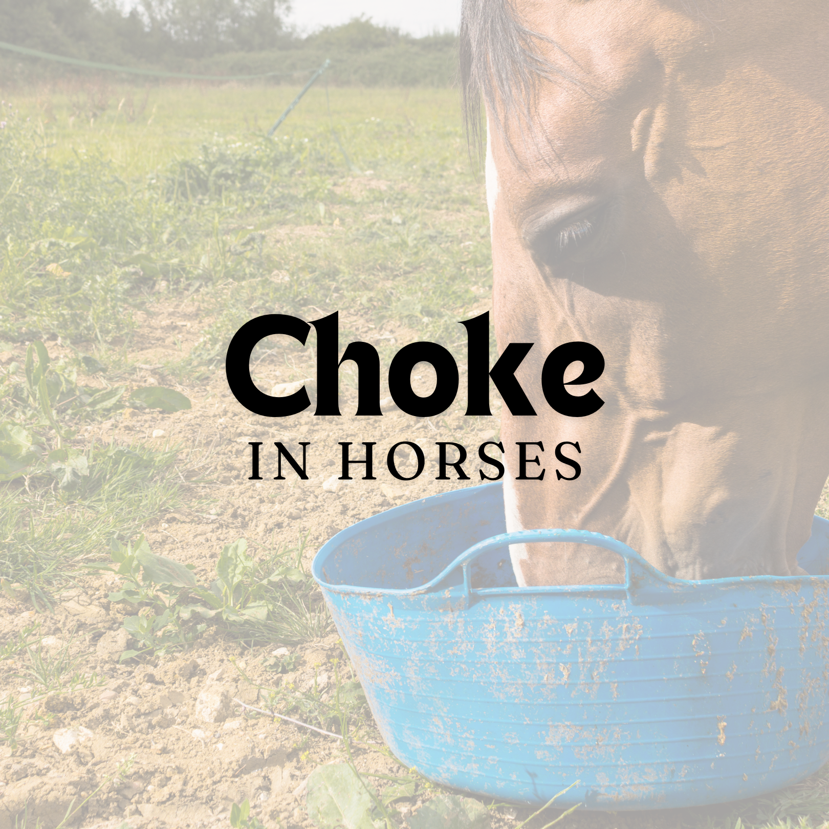 Choke in Horses