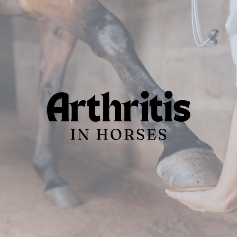 Arthritis in Horses