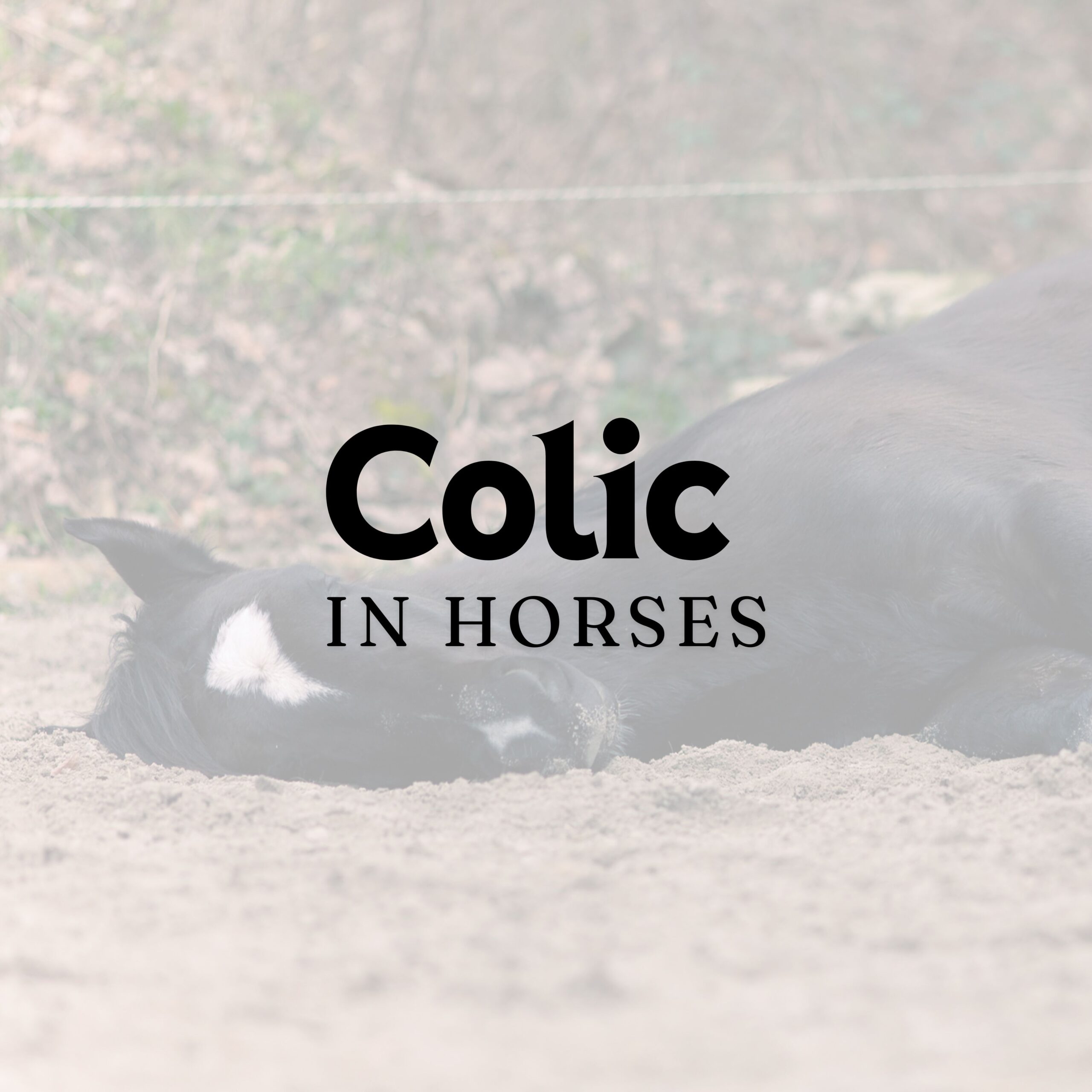 Colic in Horses