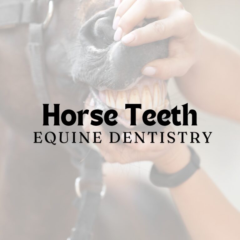 Equine Dentistry