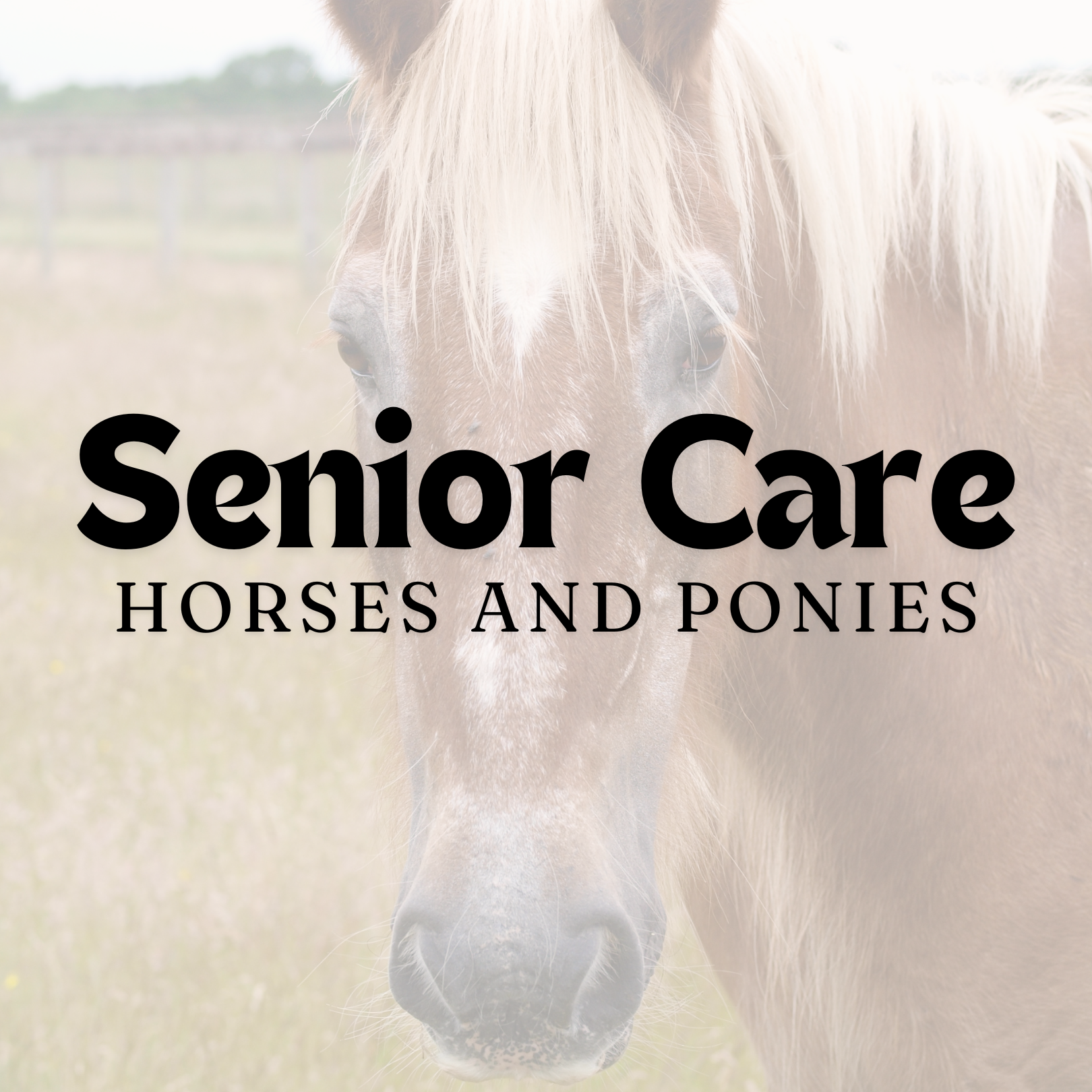 Caring for the Older Horse and Pony