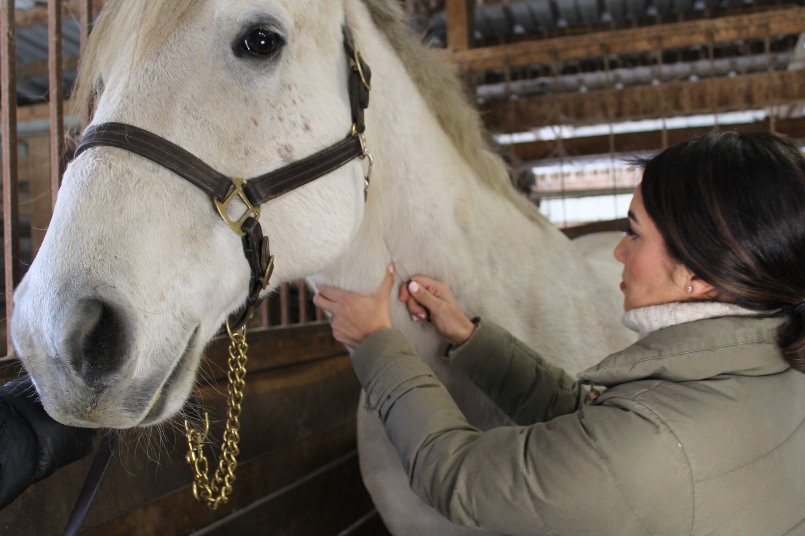 16 Horses Dead Throughout New Mexico and California: The Importance of Coggins Testing