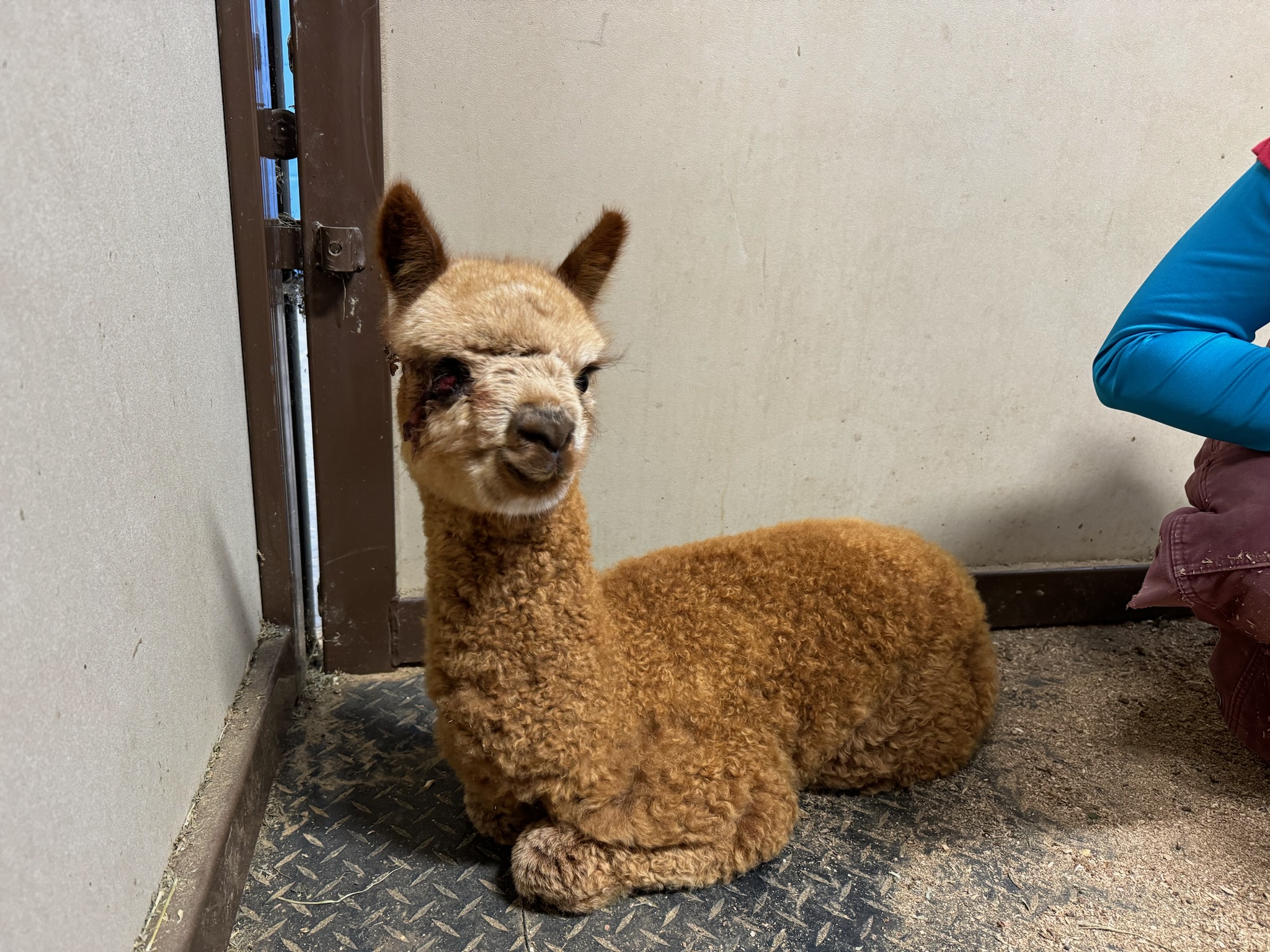 Recent Case: Alpaca Enucleation