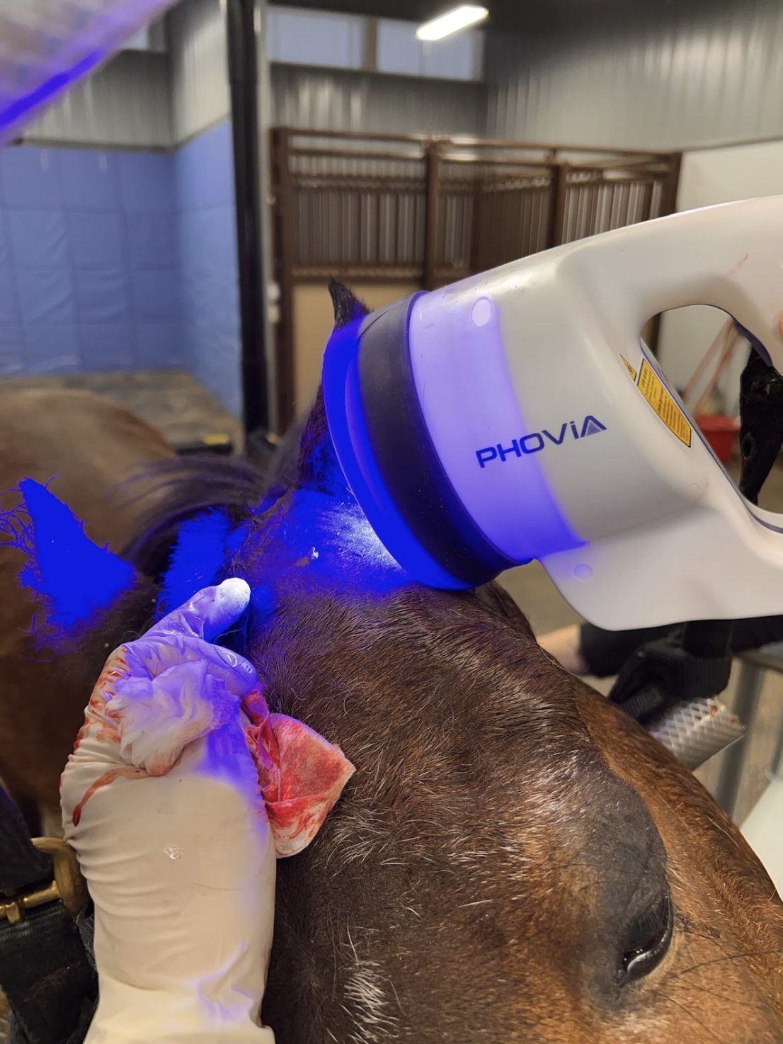 Phovia Light Therapy at Skillman Veterinary Services