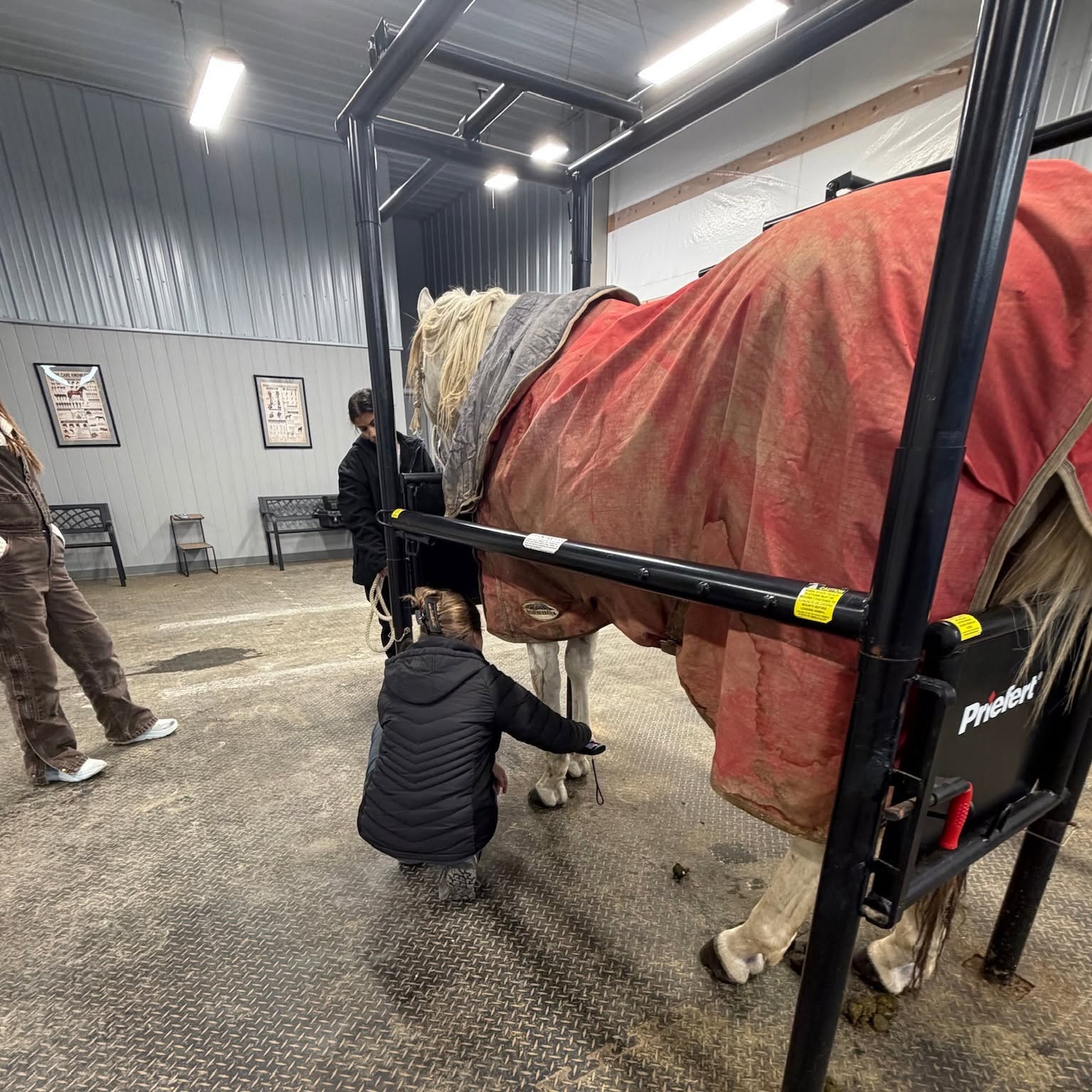 Arthritis In Horses