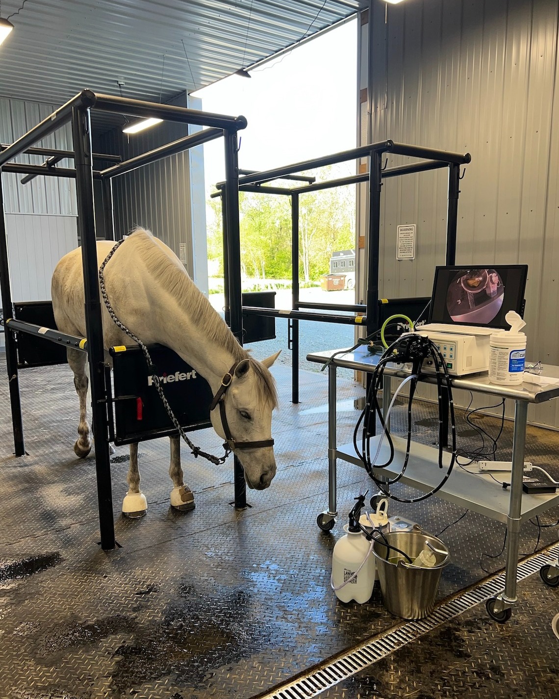 Ulcers in horses
