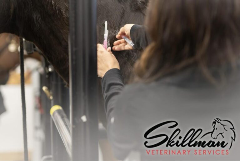 Spring Vaccinations at Skillman Veterinary Services