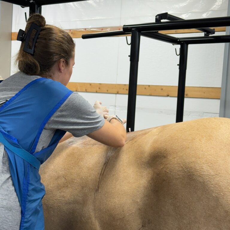 Kissing Spine Information from AAEP