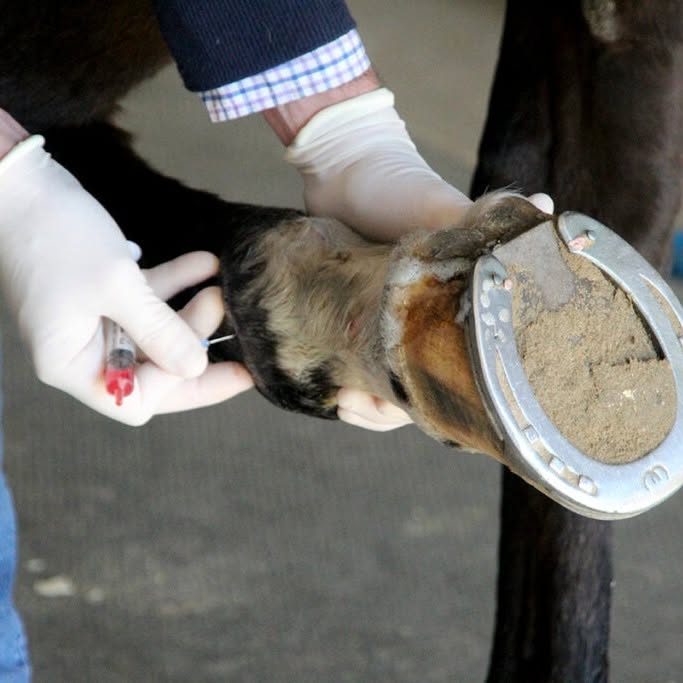 Prp Therapy at Skillman Veterinary Services