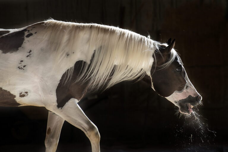 Equine Asthma