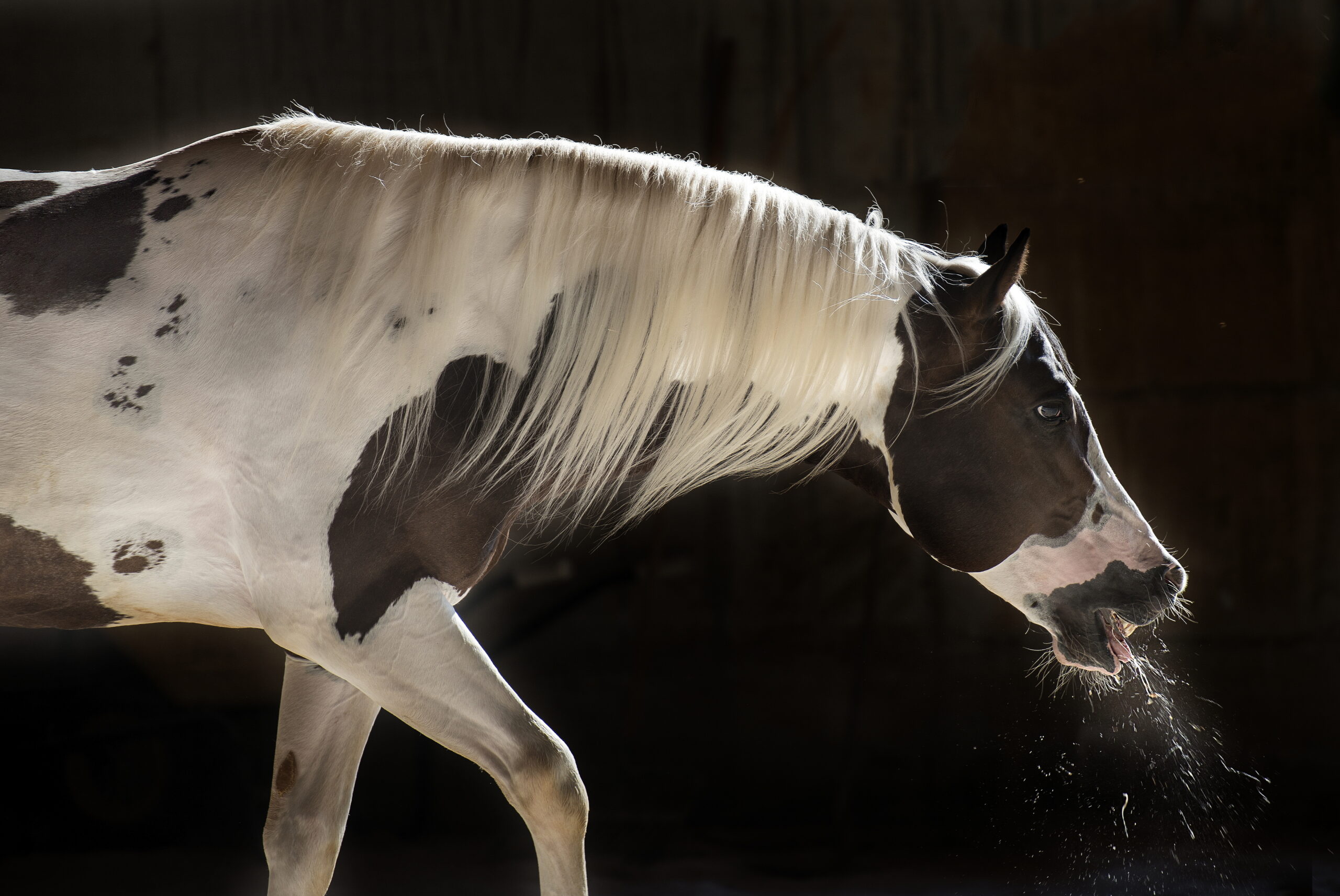 Equine Asthma