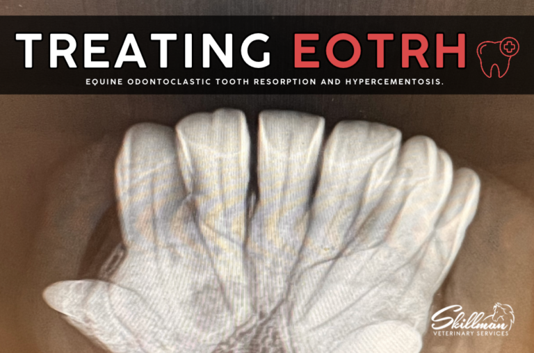 What is EOTRH in Horses?