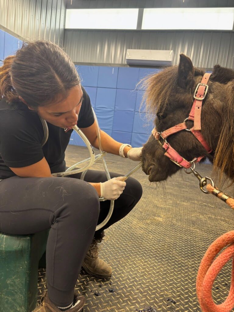 Equine Choke